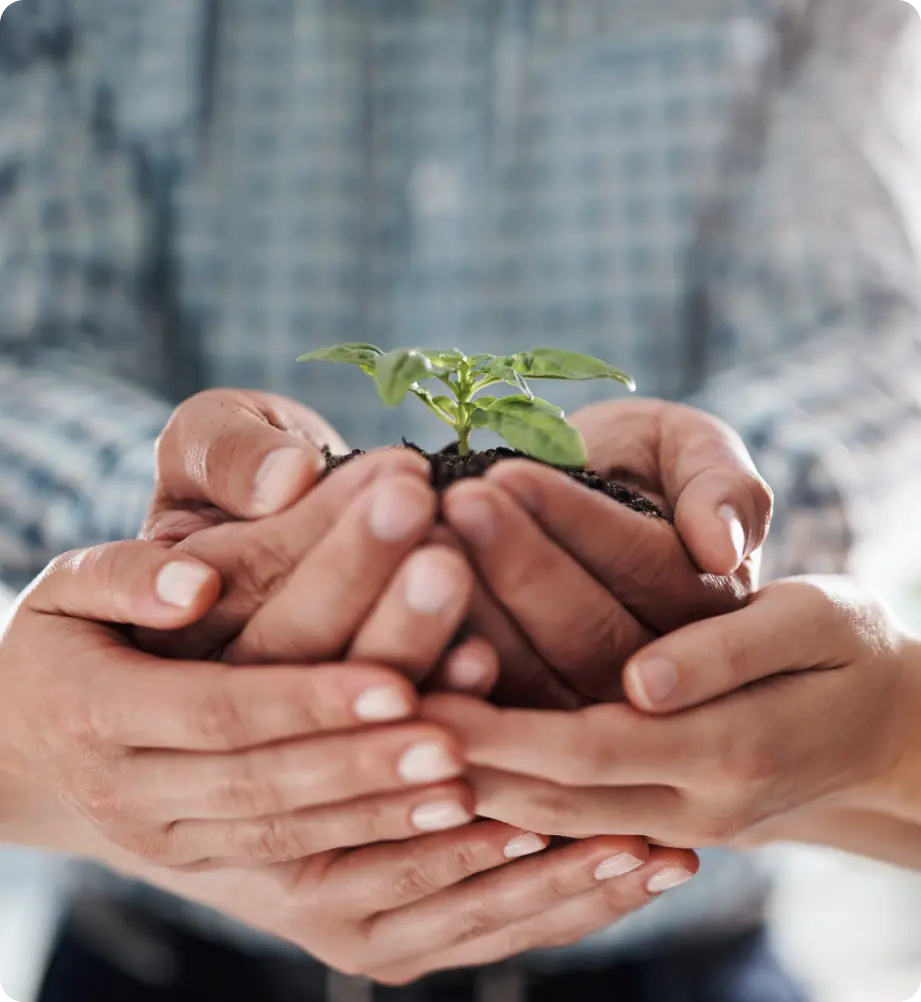 Diverse hands join together, supporting someone holding a thriving tree seedling